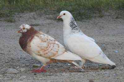Popularne rasy gołębi