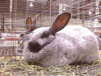 Popularne rasy królików do hodowli domowej