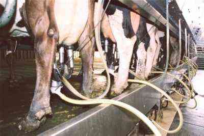 Prawidłowe i skuteczne leczenie zapalenia sutka u krowy