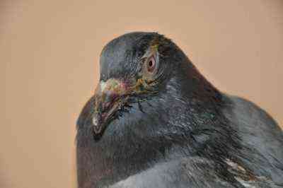Prawidłowe leczenie ornitozy u gołębi