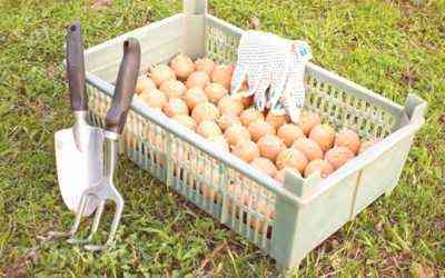 Przetwarzanie ziemniaków przed sadzeniem