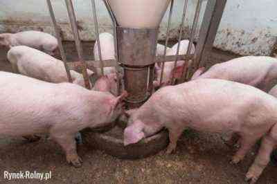 Przyczyny czerwonki u świń i metody leczenia