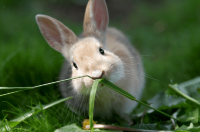 Przyczyny kichania u królików i metody leczenia