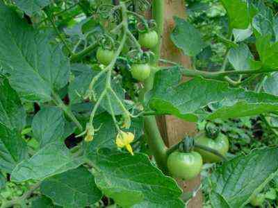 Przyczyny pojawienia się białych liści w pomidorach w szklarni