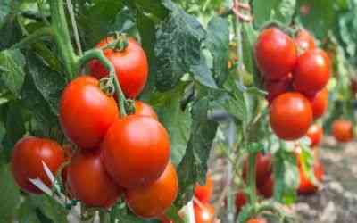 Przyczyny pojawienia się purpurowych liści na pomidorach