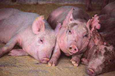 Przyczyny sarkoptozy świń
