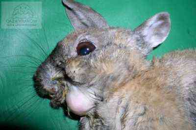 Przyczyny zapalenia jamy ustnej u królików i metody jego leczenia
