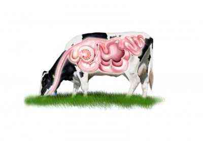 Przyczyny zatrzymania żołądka u krowy