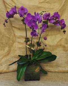 Purple Orchid Care