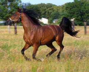 Rasowy koń arabski