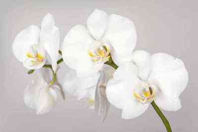 Rosnące białe orchidee
