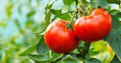 Rosnące i korzystne pomidory
