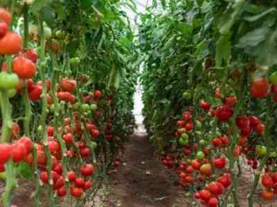 Rosnące sadzonki pomidorów bez ziemi
