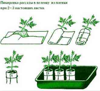 Rosnące sadzonki pomidorów zgodnie z metodą Julii Minyaeva
