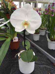 Singolo Orchid Care