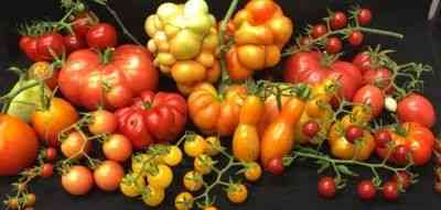 Skuteczność chińskiej metody uprawy pomidorów