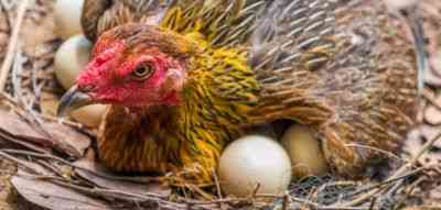 Sposoby zwiększenia produkcji jaj u kur domowych