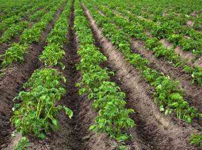 Technologia uprawy ziemniaków i jej cechy