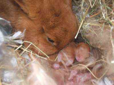 Termin ciąży królików