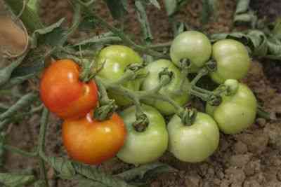 Typowe choroby pomidorów