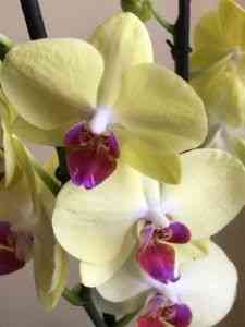Uprawa Orchidei Cytrynowych