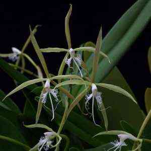 Uprawa orchidei z rodzaju Epidendrum