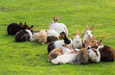 W jakim wieku króliki mogą być trzymane od matek królików?