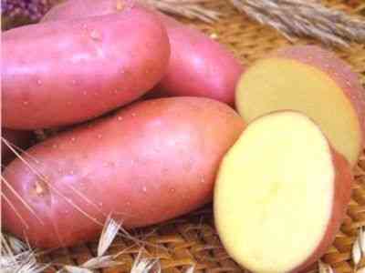 Wczesna odmiana ziemniaka czerwona szkarłatna
