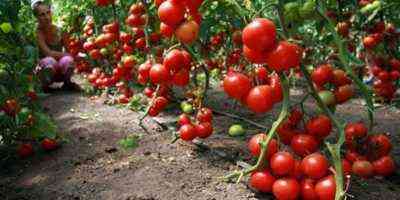 Wskaźniki wydajności pomidorów z jednego krzaka