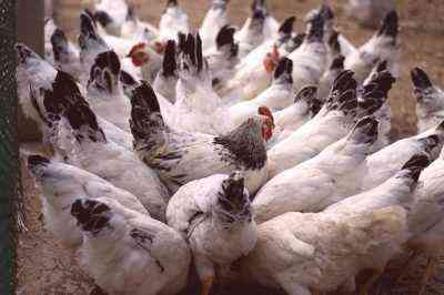 Wykrywanie i leczenie kurczaków i pullorozy kurcząt
