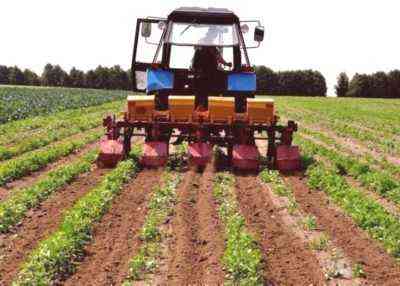 Zasada holenderskiej technologii uprawy ziemniaków