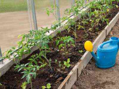 Zasada sadzenia pomidorów w szklarni