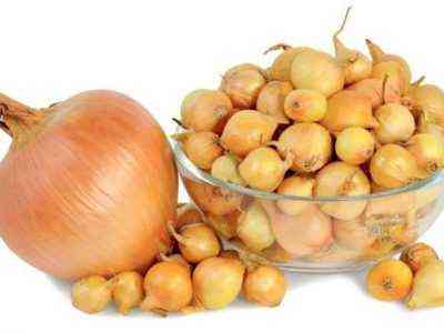 Zasady karmienia ogórków łupinami cebuli