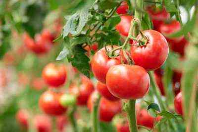 Zasady maczania nasion pomidorów przed sadzeniem