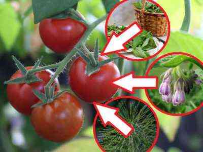 Zasady opryskiwania pomidorów