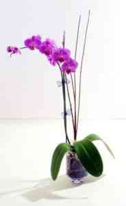 Zasady pielęgnacji storczyków Phalaenopsis