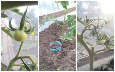 Zasady podlewania sadzonek pomidorów