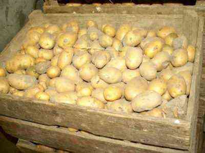 Zasady przechowywania ziemniaków w piwnicy w zimie