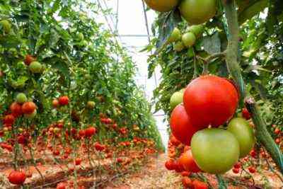 Zasady przetwarzania pomidorów w szklarni