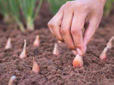 Zasady przetwarzania zestawów cebuli przed sadzeniem