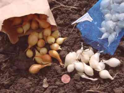 Zasady sadzenia cebuli na Uralu