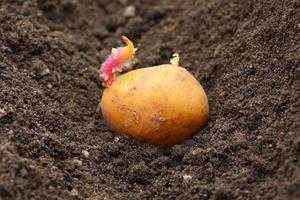 Zasady sadzenia ziemniaków w grzebieniach