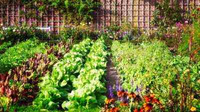 Zasady sąsiedztwa dyni z innymi warzywami