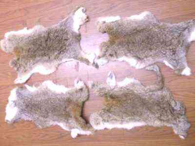 Zasady ubierania skór królików