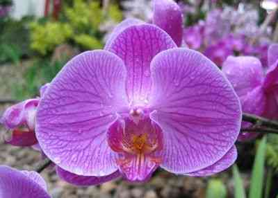Zasady wyboru orchidei