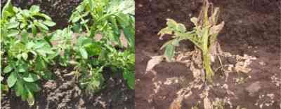Zastosowanie herbicydów do ziemniaków przeciwko chwastom