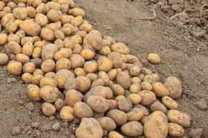 Zebrane odmiany ziemniaków dla środkowej Rosji