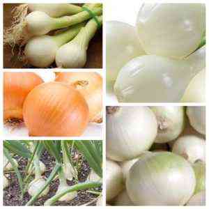 Zestaw cebuli: opis i wybór odmian