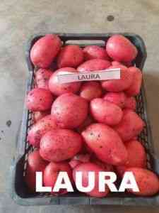 Ziemniaki Laura