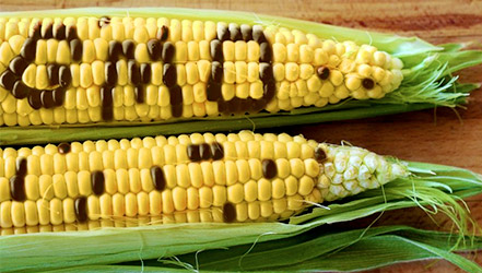 Kukurydza GMO